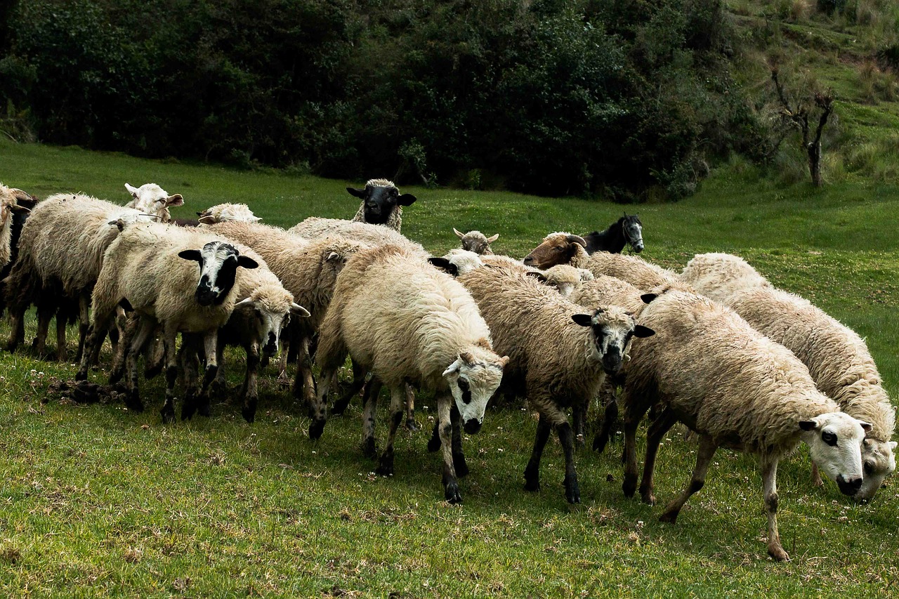 sheep flock livestock free photo