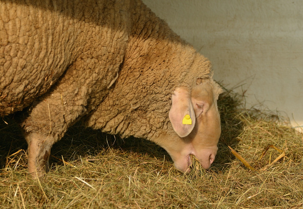 sheep livestock eat free photo