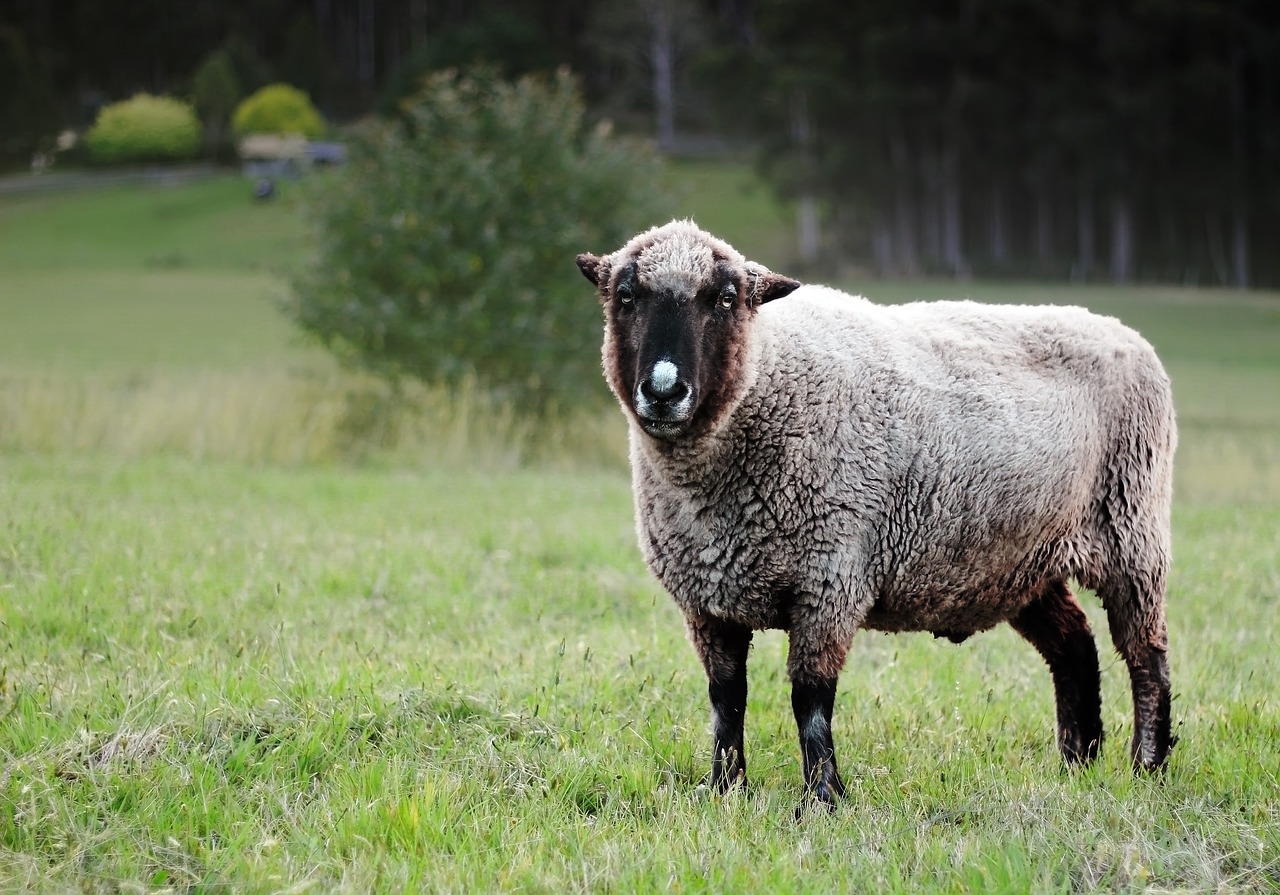 sheep paddock grazing free photo