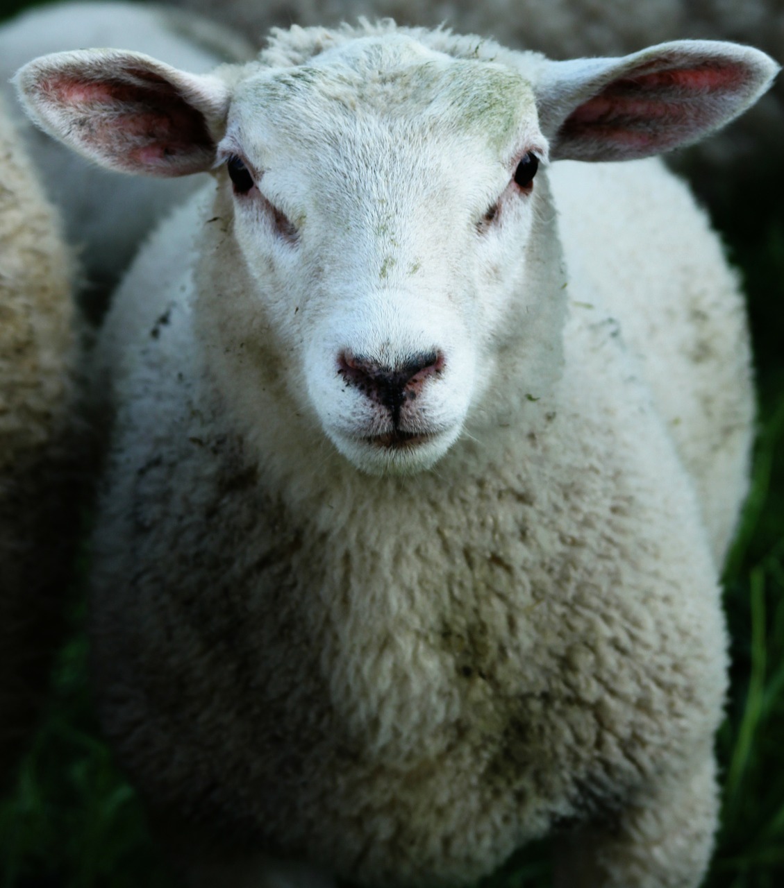 sheep wool animal free photo