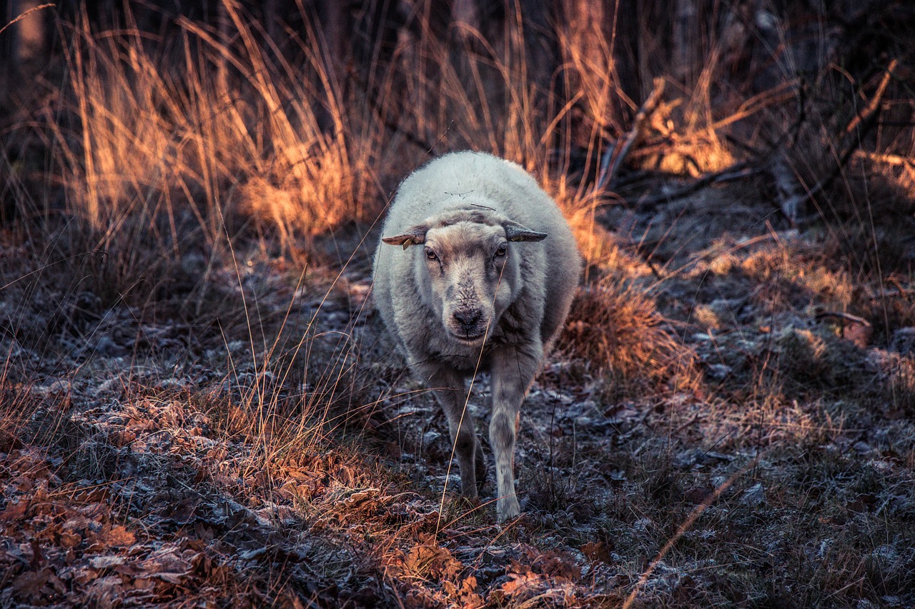 sheep animal nature free photo