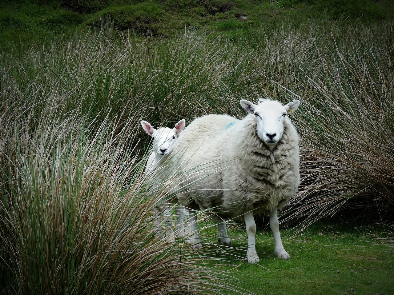 sheep lamb rural free photo