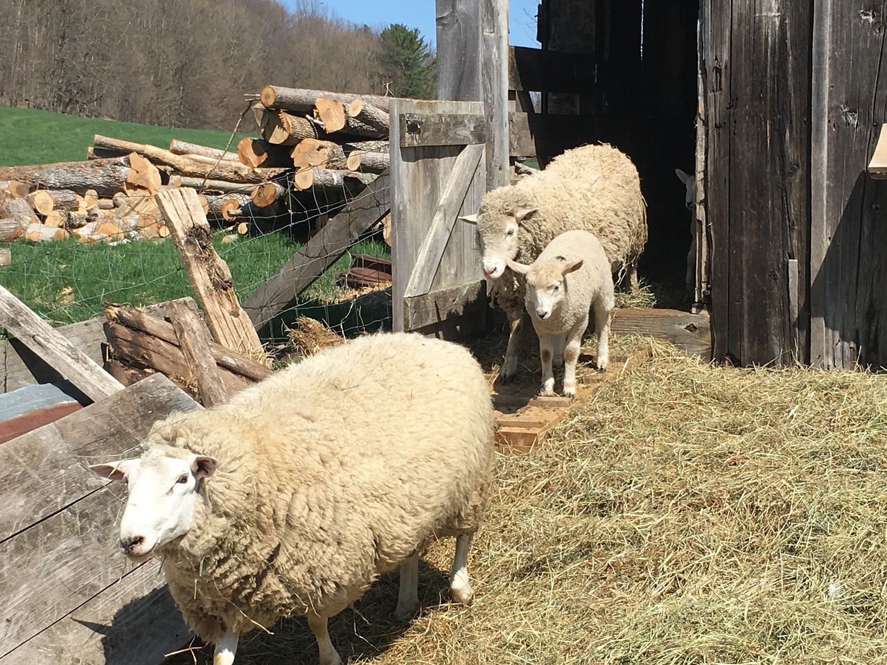 sheep lamb barn free photo