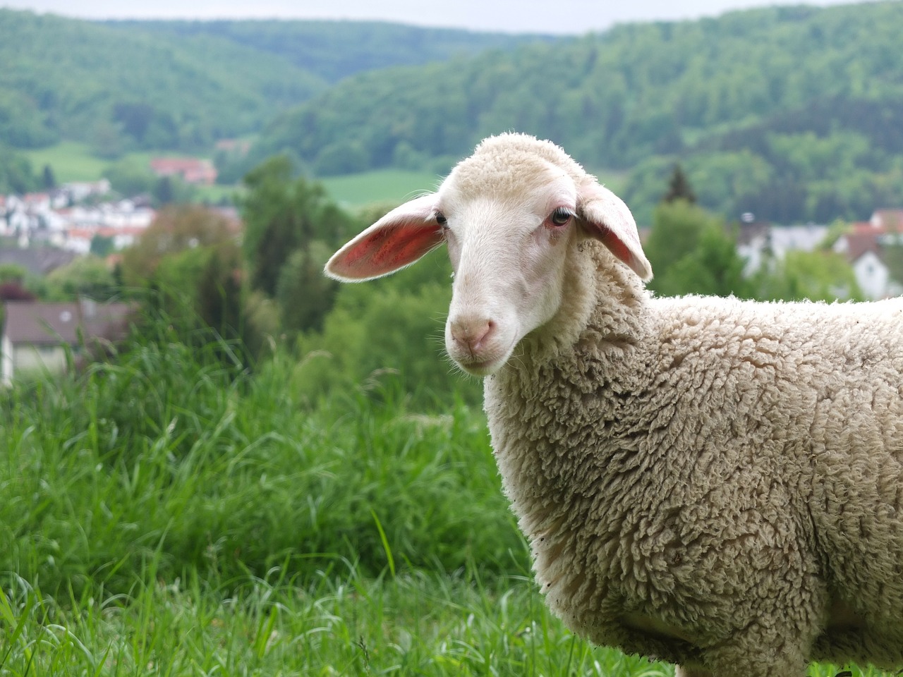 sheep alb village free photo