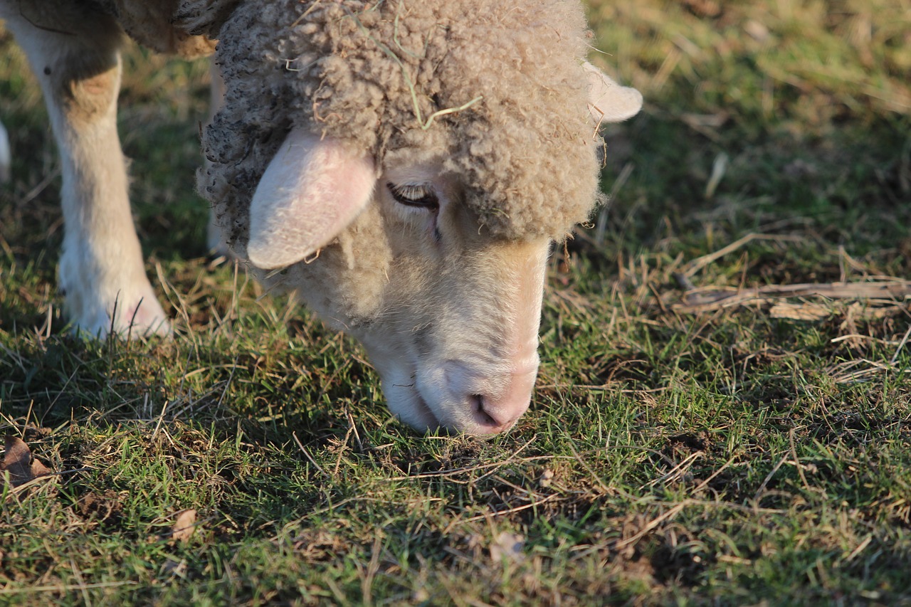 sheep pasture graze free photo