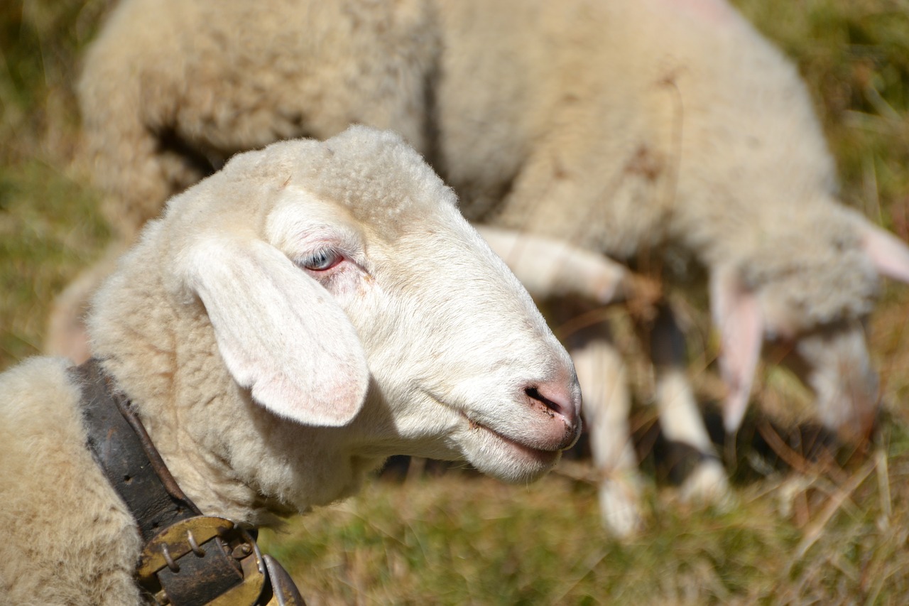 sheep animal flock free photo