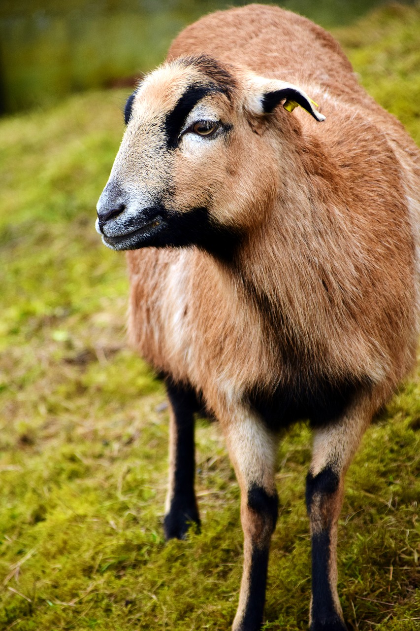 sheep brown brown sheep free photo