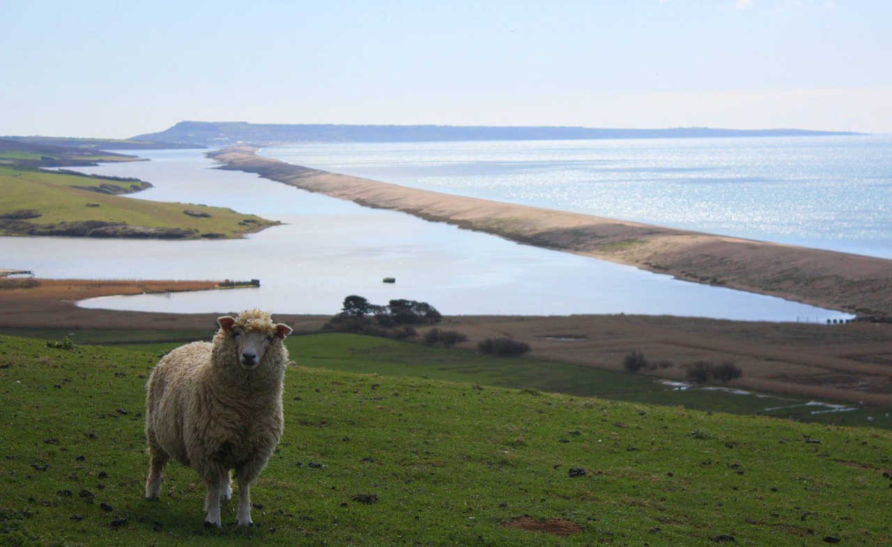 sheep animal sheep in field free photo