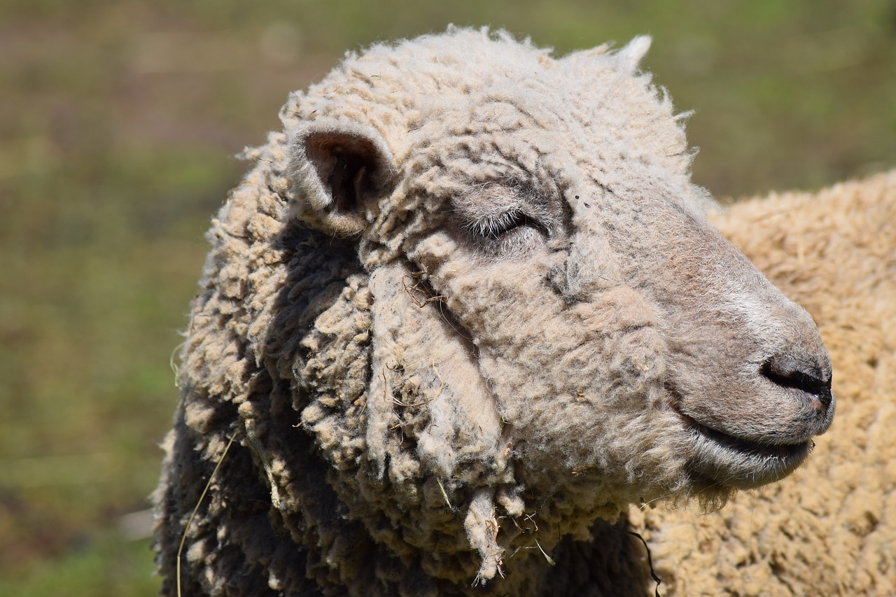 sheep farm woolly free photo