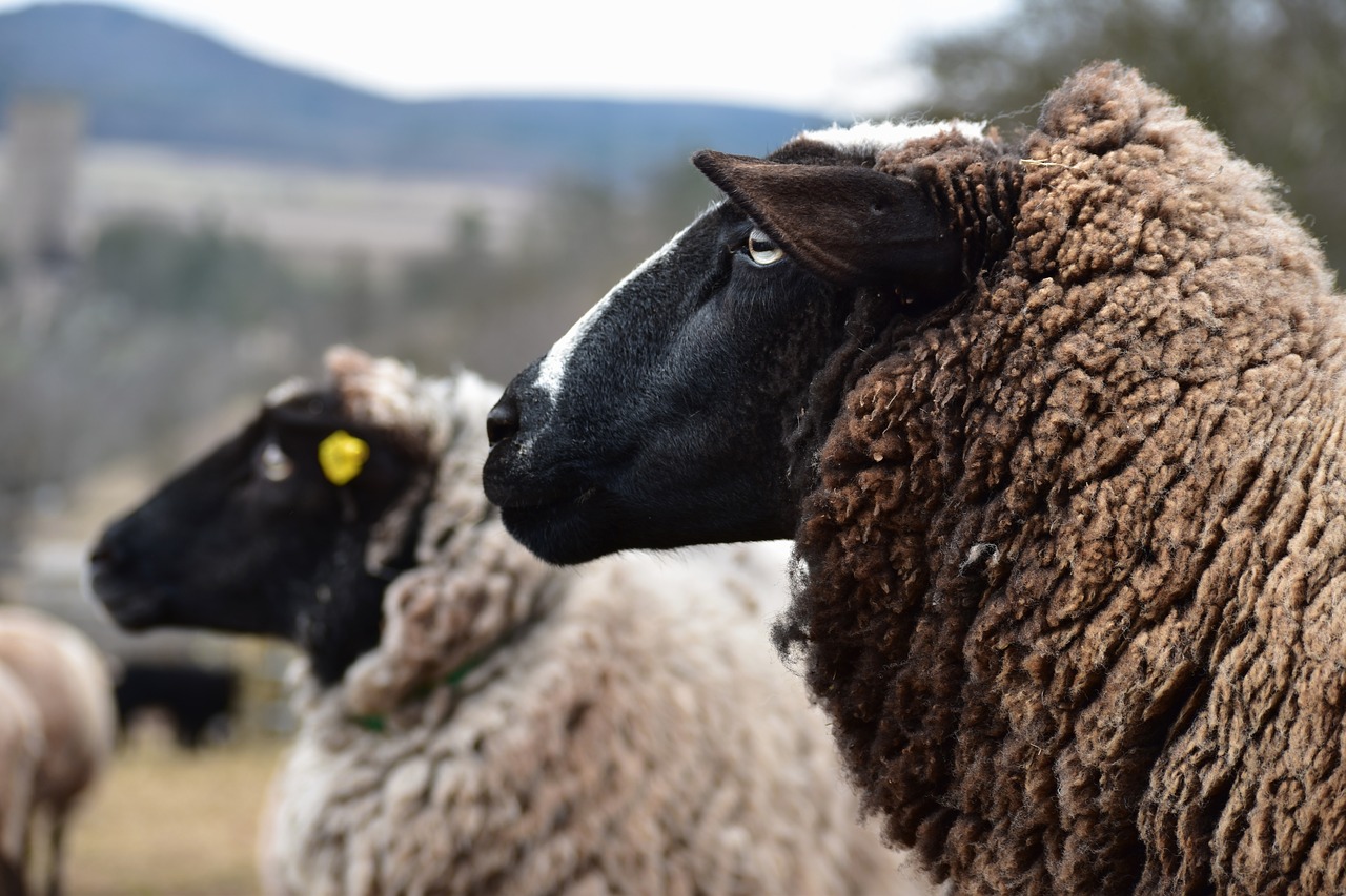 sheep wave pasture free photo