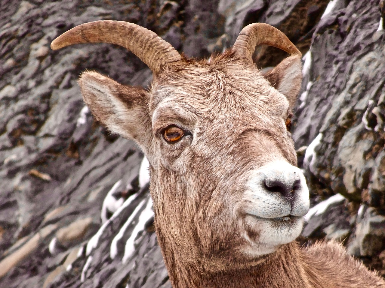 sheep longhorn canadian free photo