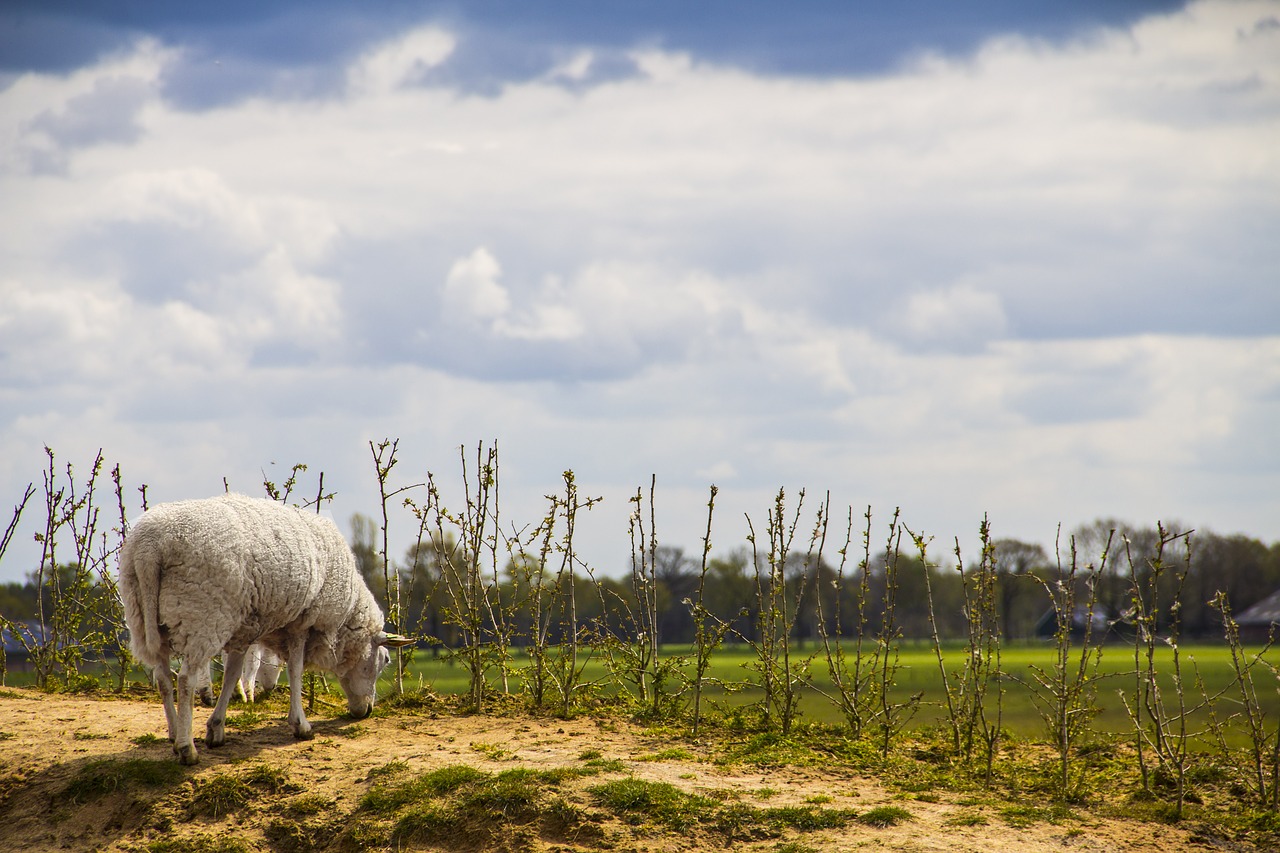 sheep grass nature free photo