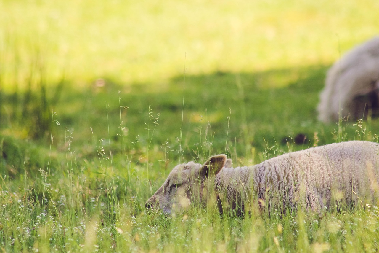 sheep nature sleep free photo