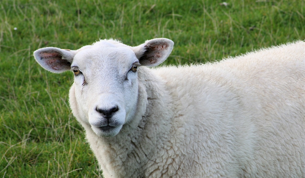 sheep sheep face mammals free photo