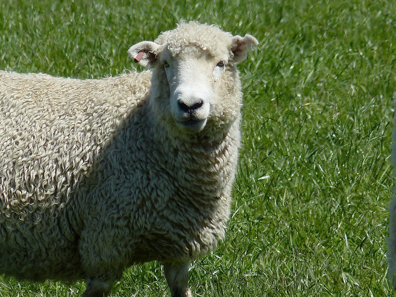 sheep wool animal free photo