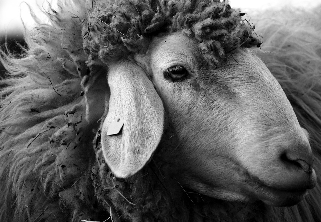 sheep sheepshead animal free photo