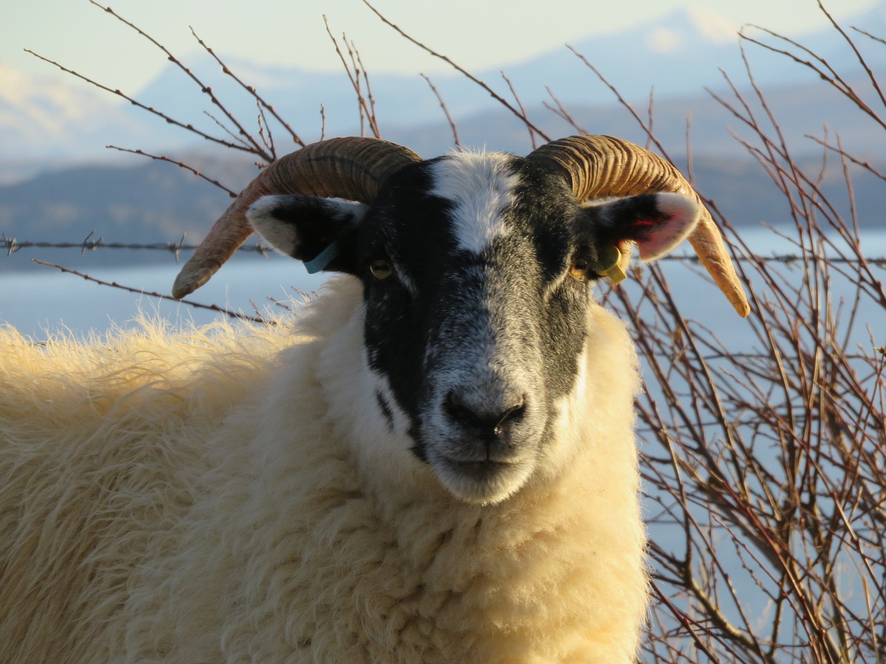 sheep scotland isle of skye free photo