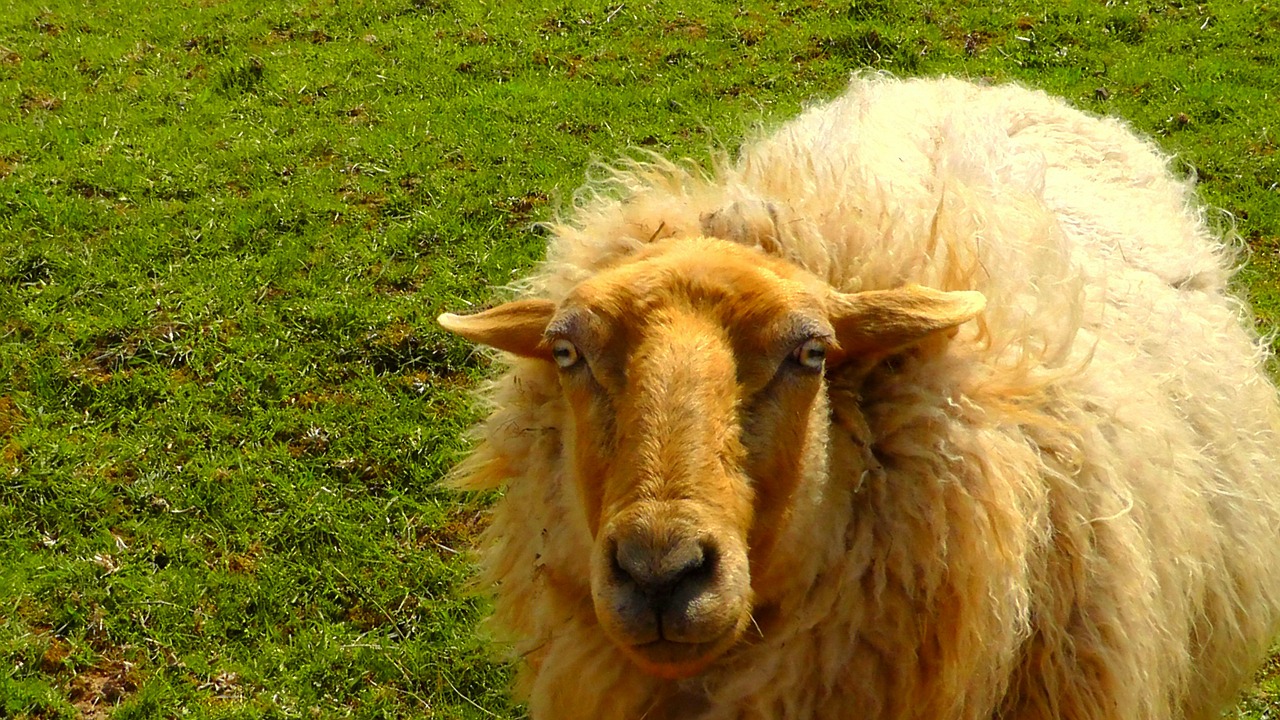 sheep wool animal free photo