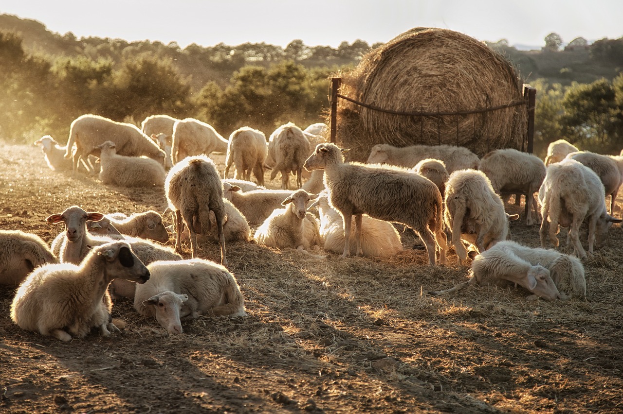 sheep fold light free photo