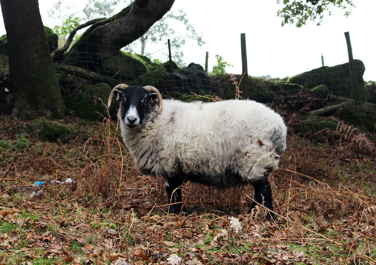 sheep horns animal free photo