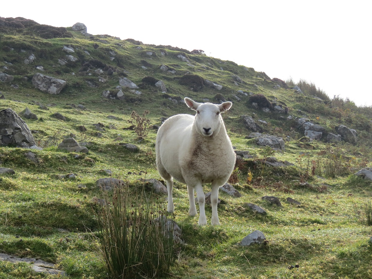 sheep ram ewe free photo