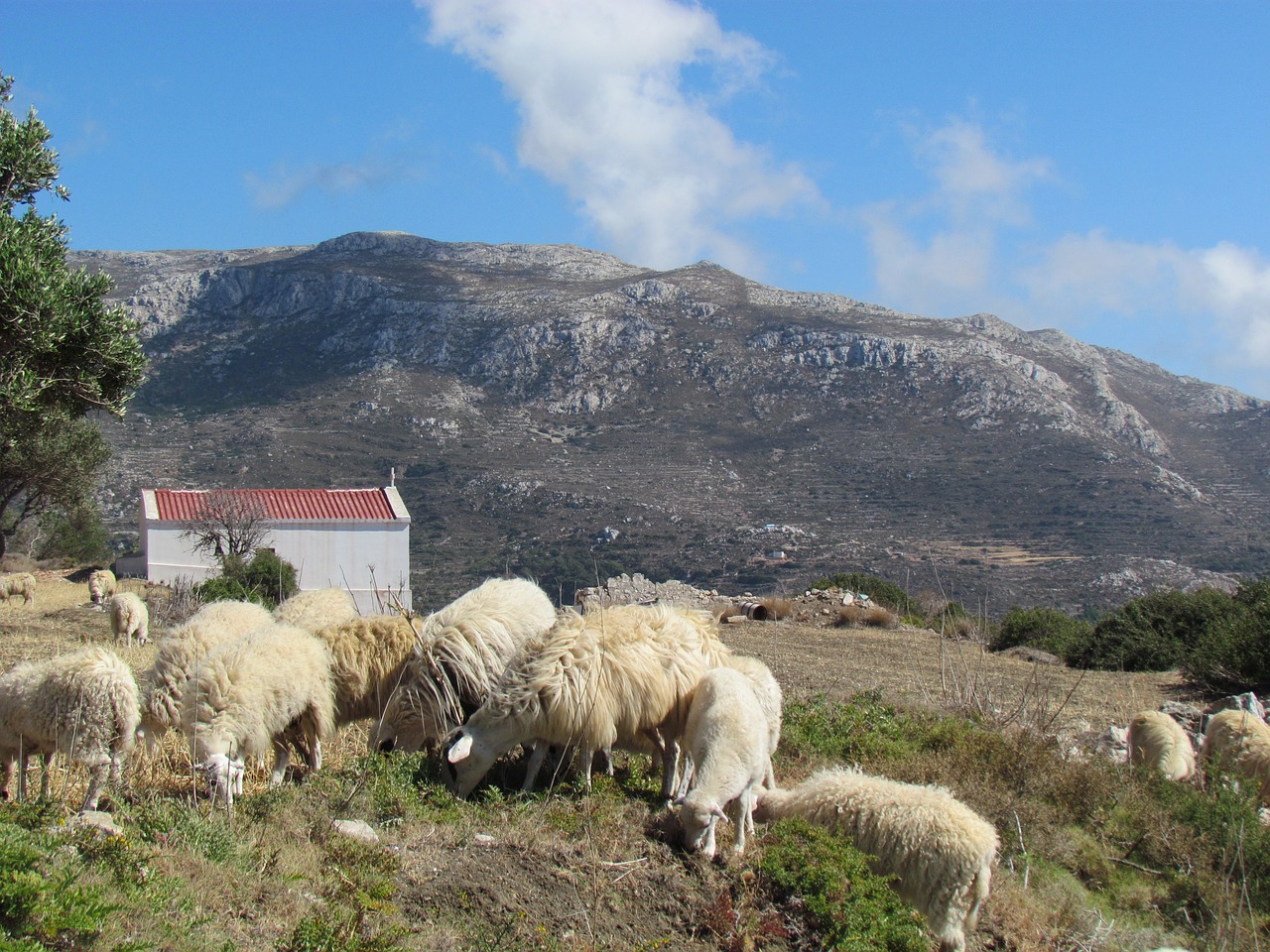 sheep greek island greece free photo