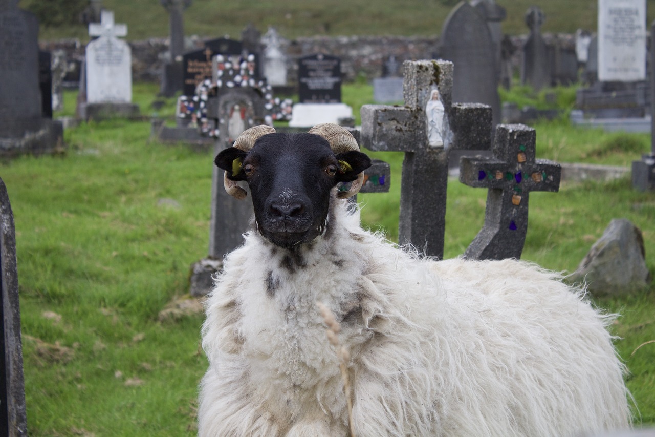 sheep ireland furry free photo