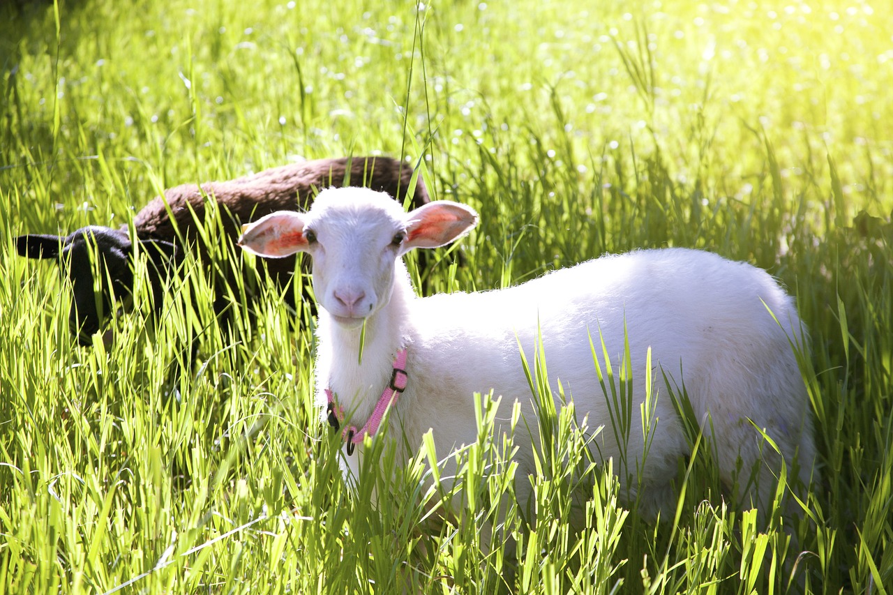 sheep grassland field free photo