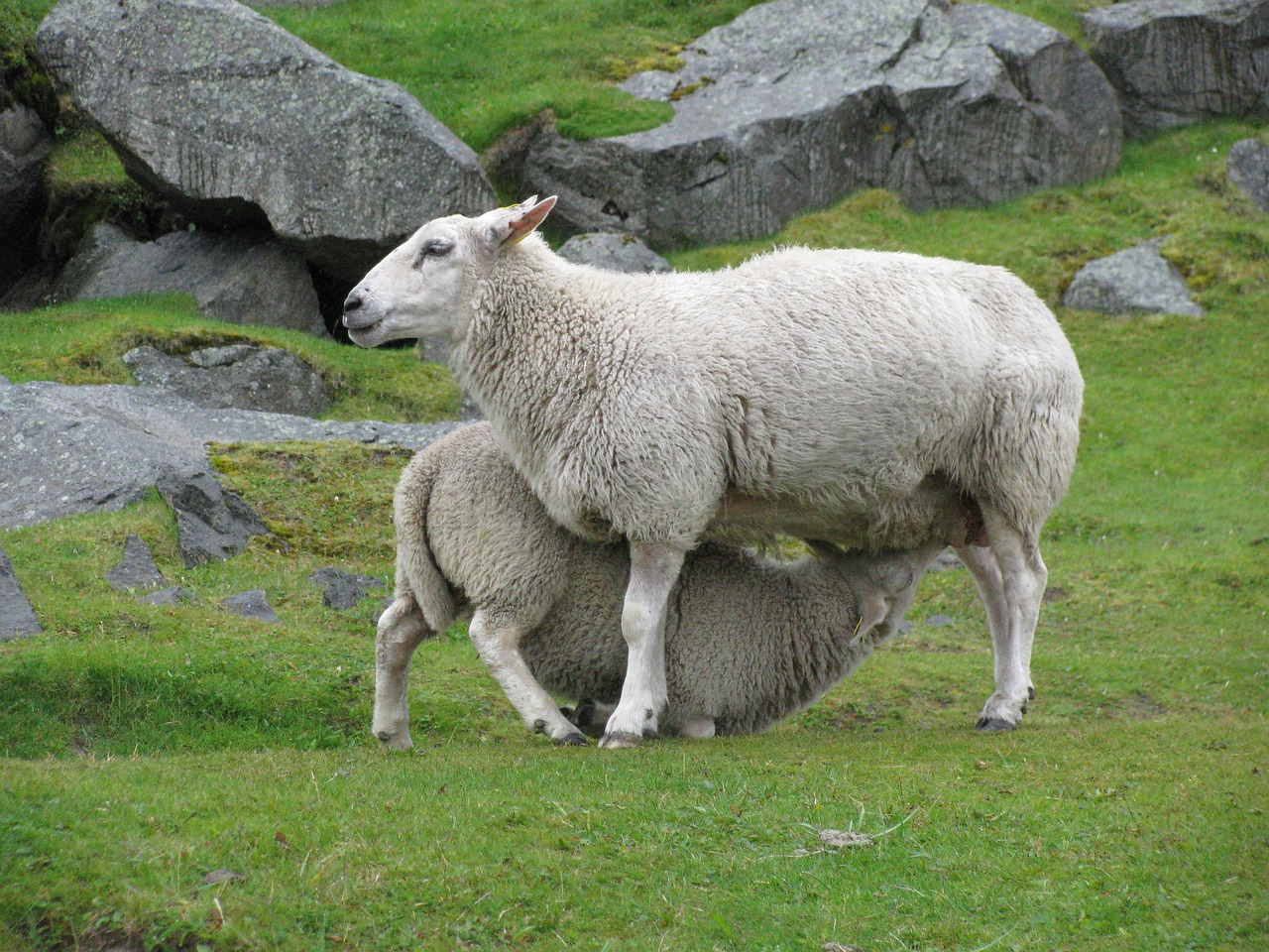 sheep drink mother free photo