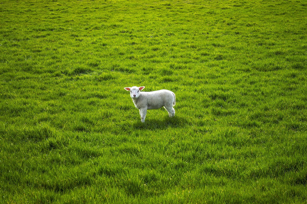 sheep lamb lentje free photo