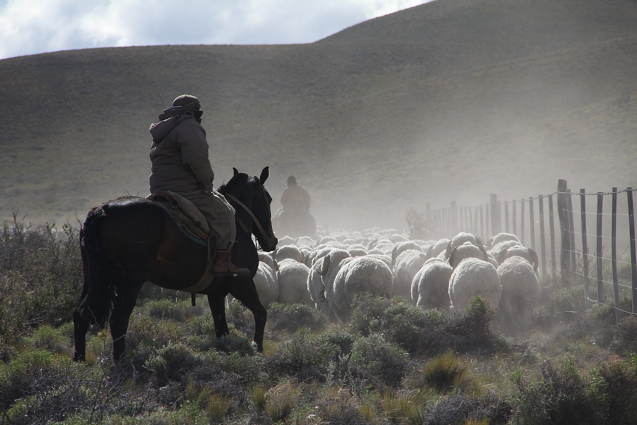 sheep herding field free photo