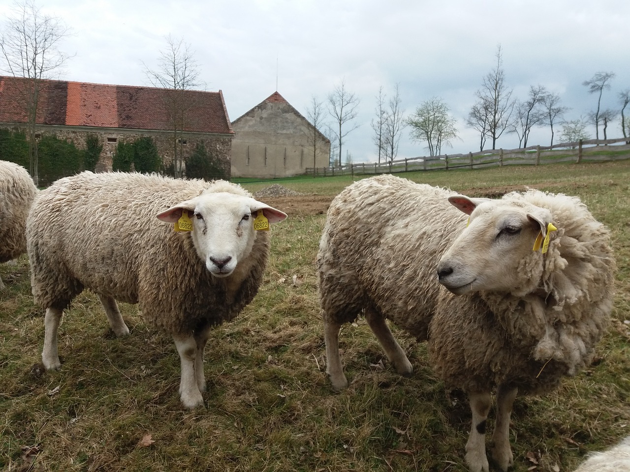 sheep farm herd free photo