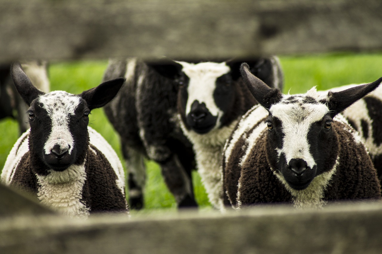 sheep lamb pasture free photo