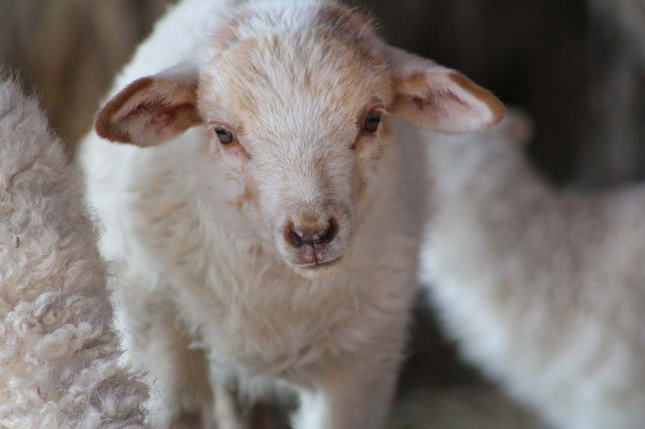 sheep little farm free photo