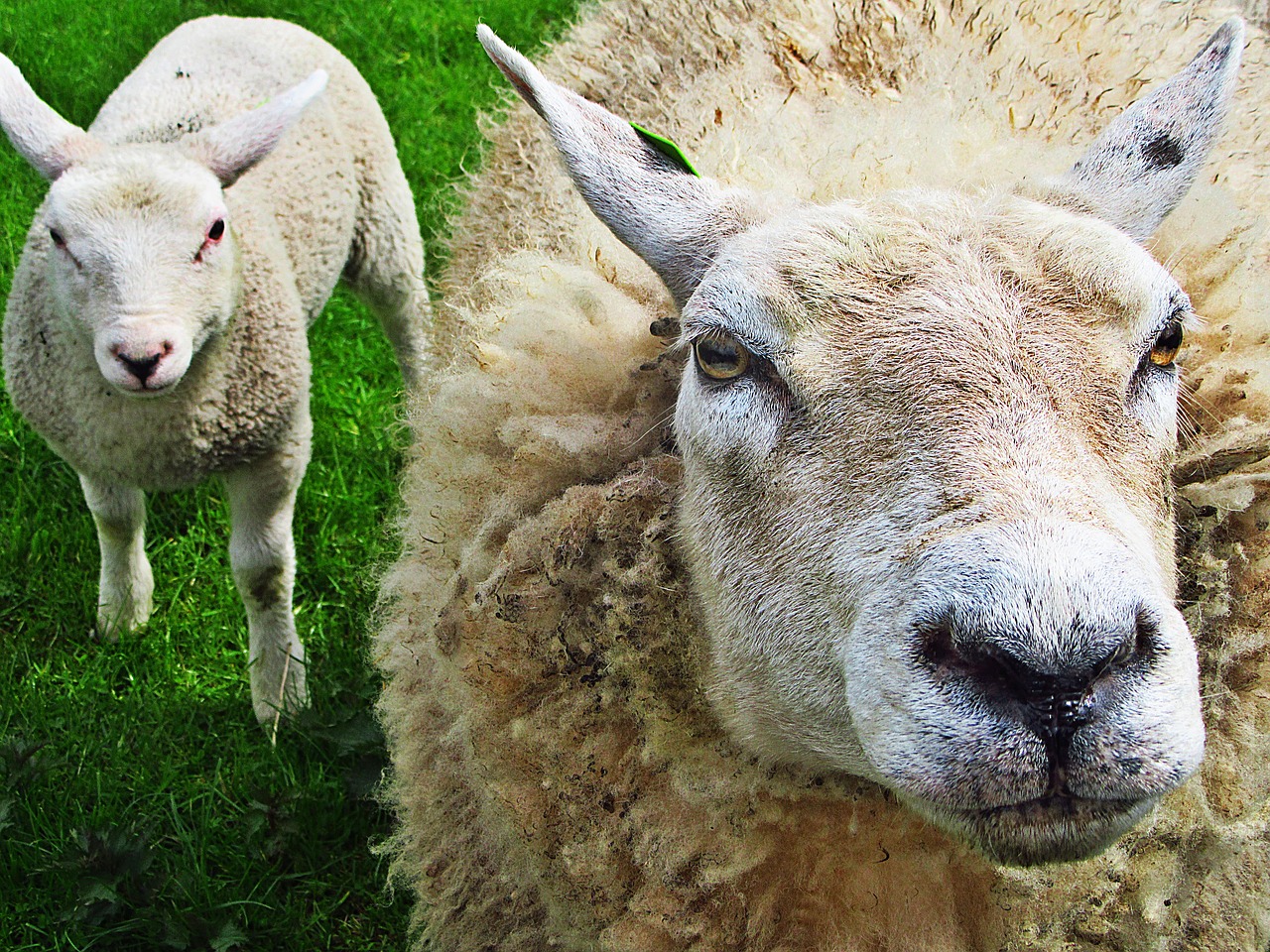 sheep lamb lambs free photo
