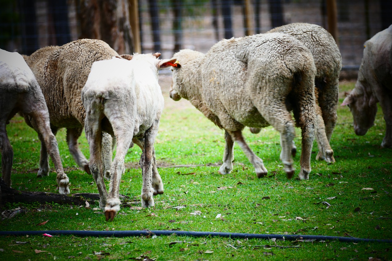 sheep farm wool free photo