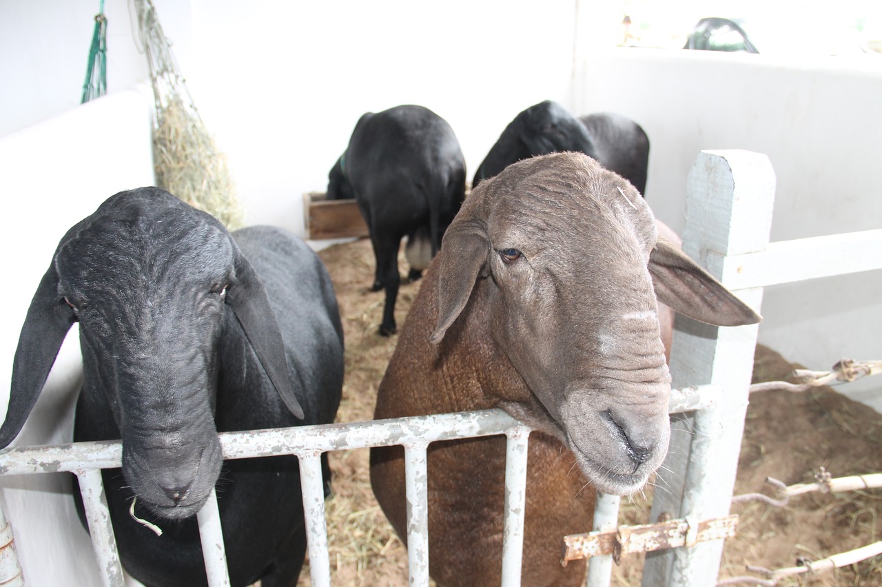 sheep santa inês sergipe free photo