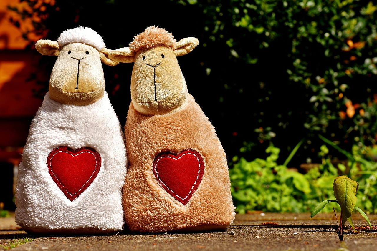 sheep love heart free photo