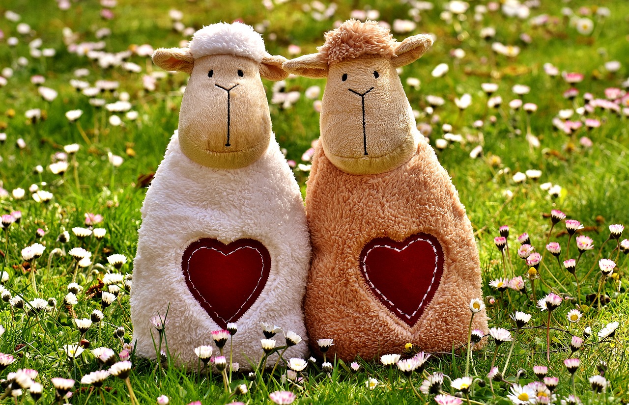 sheep love heart free photo