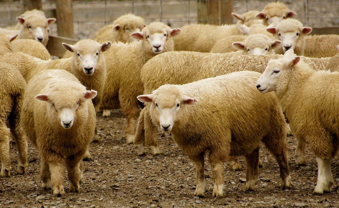 sheep herd pen free photo