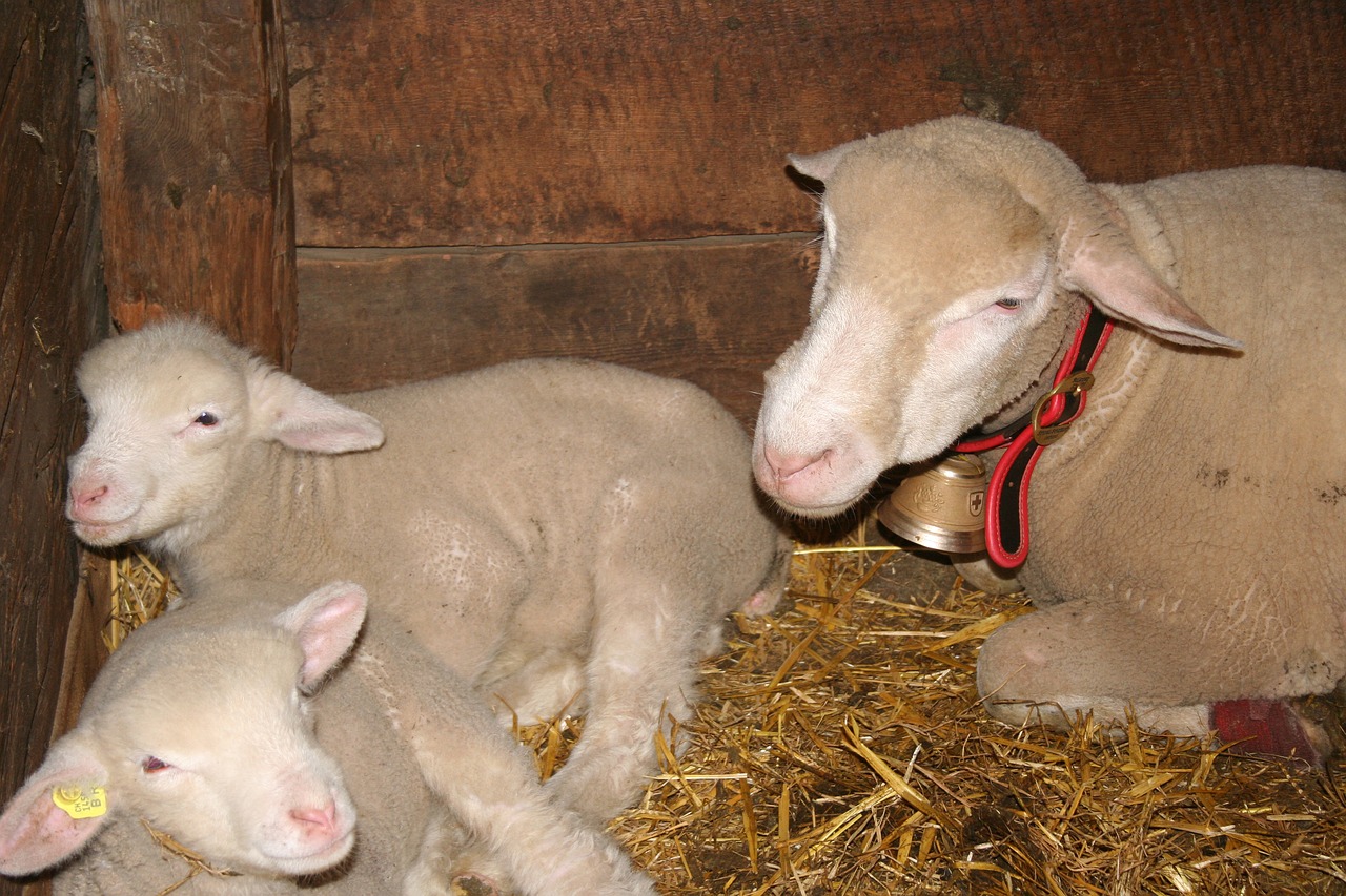 sheep stall animals free photo