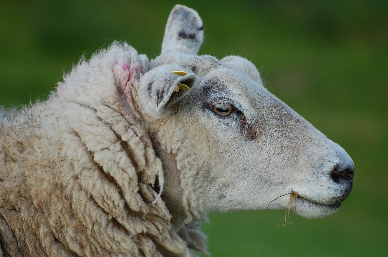 sheep dam spring free photo