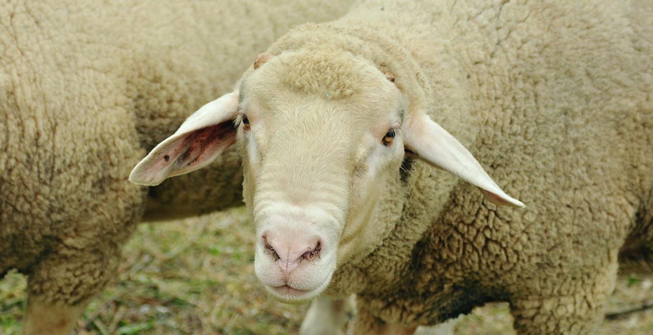 sheep livestock white sheep free photo