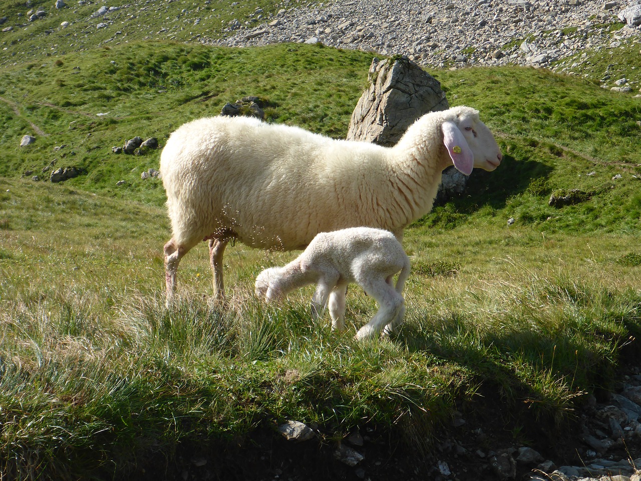 sheep lamb wool free photo