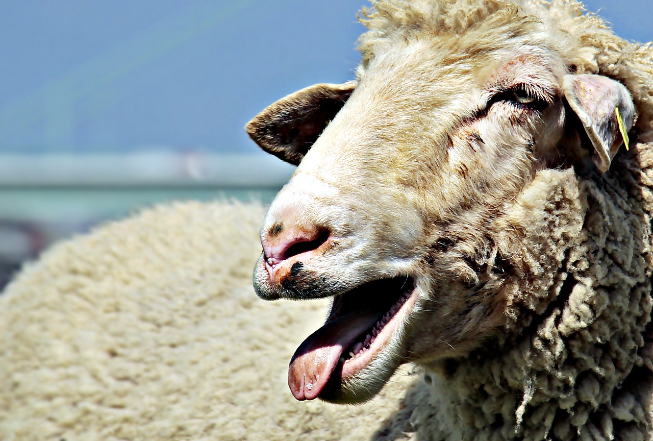 sheep livestock animal free photo
