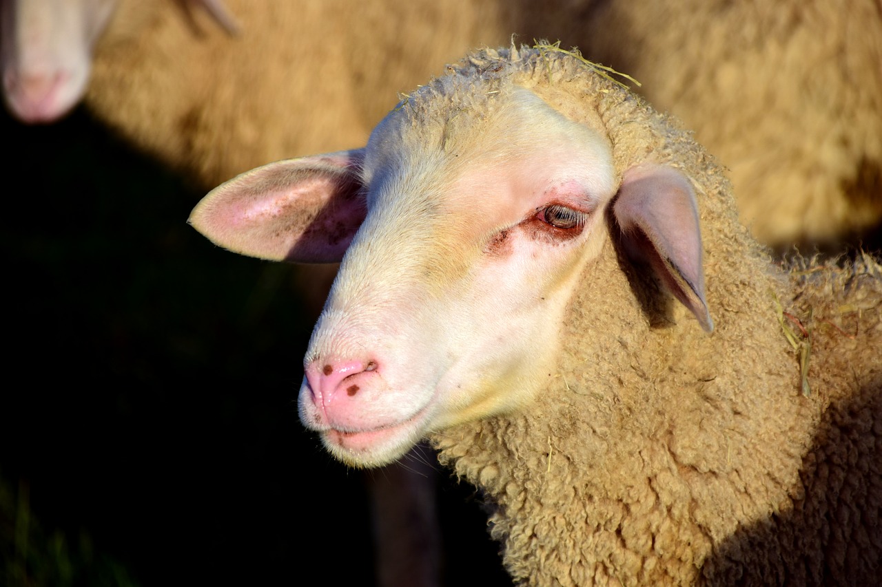 sheep sheepshead wool free photo