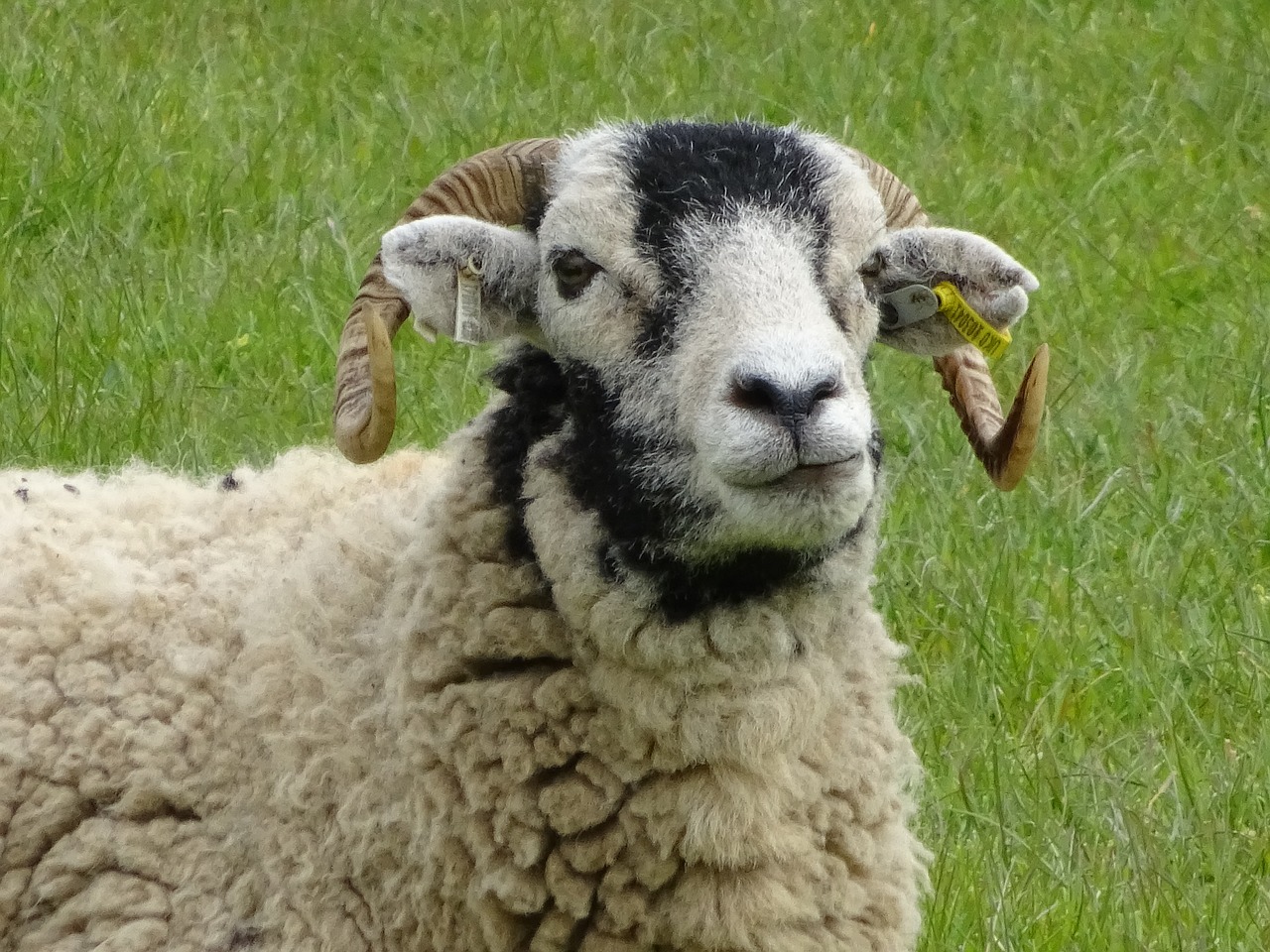 sheep farm agriculture free photo