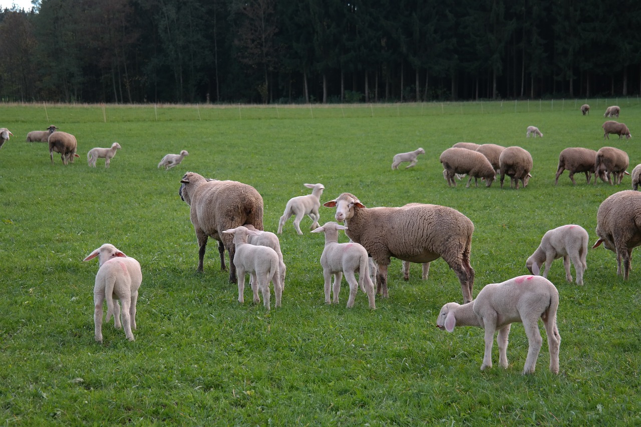 sheep flock of sheep lambs free photo