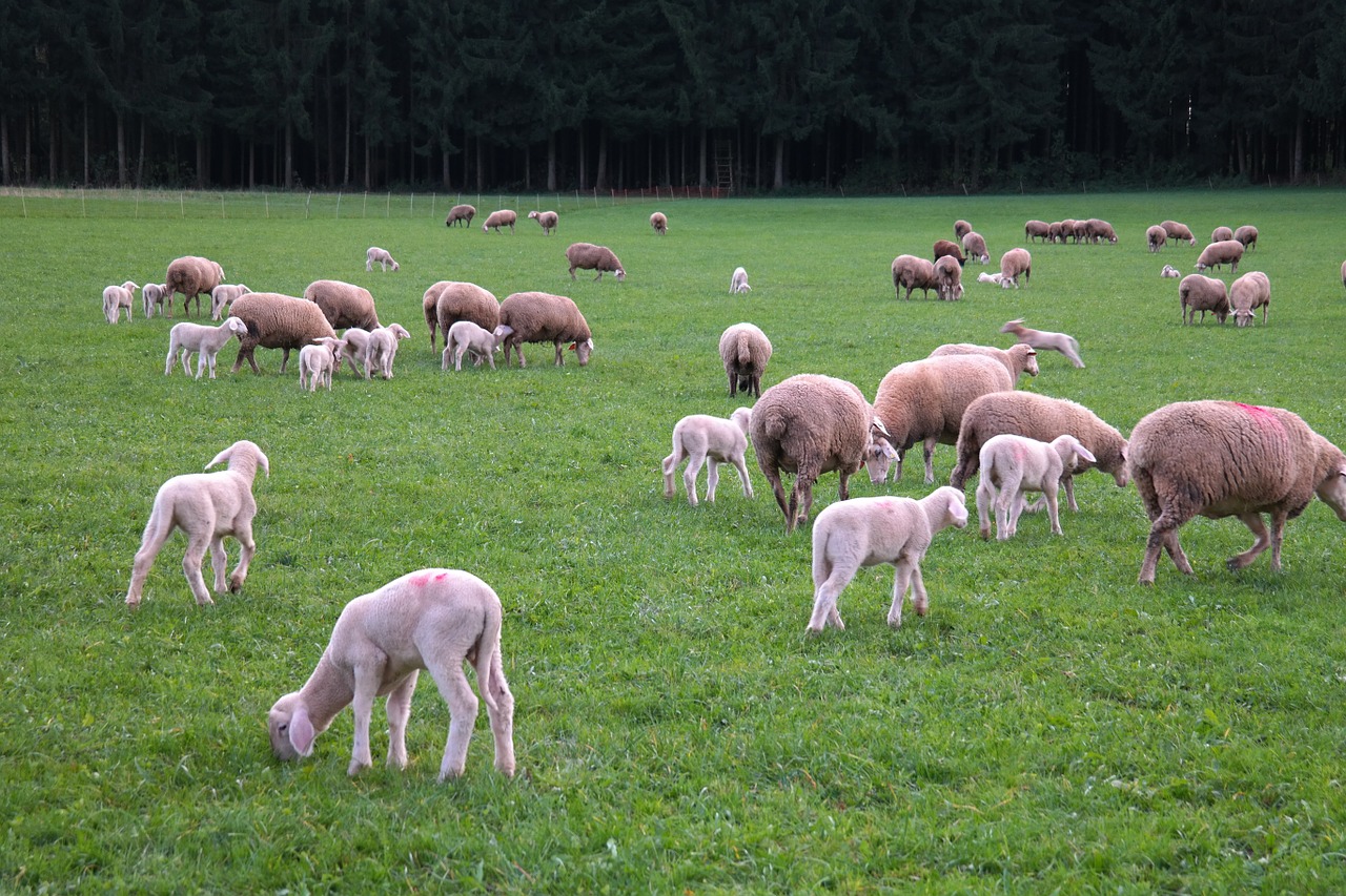 sheep flock of sheep lambs free photo