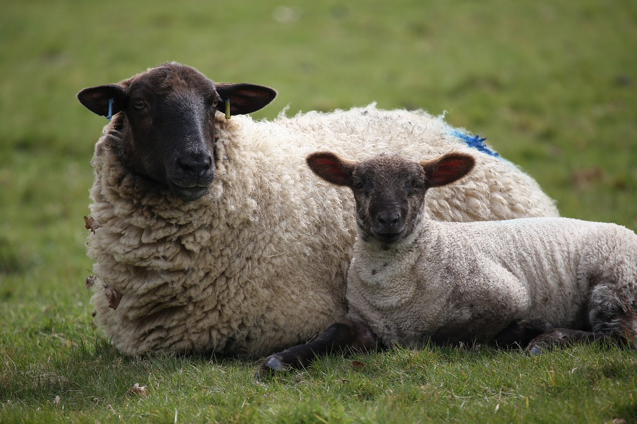 sheep lamb mother free photo